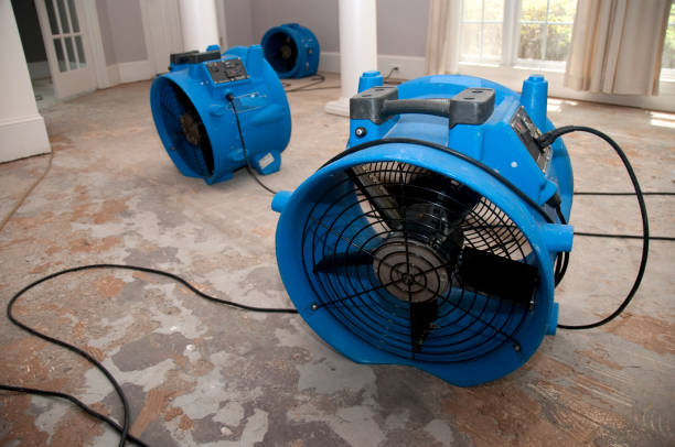 Best Mold removal after water damage  in Lead, SD